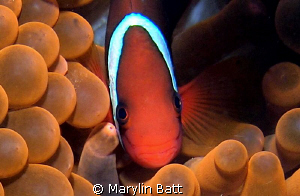 Clown in unusual red anemone by Marylin Batt 